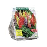 Baltus Lupine Russel Mix bloembollen per 10 stuks